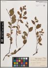 Foto von Salix herbacea L. x Salix phylicifolia L. x Salix polaris Wahlenb.